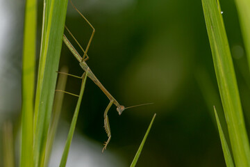praying mantis on green grass