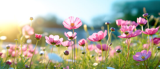 Pink cosmos flower field in garden with blurry background and soft sunlight. Close up flowers blooming on softness style in spring summer under sunrise