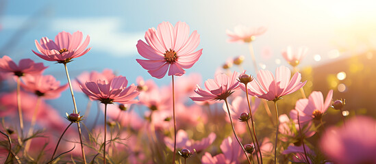 Pink cosmos flower field in garden with blurry background and soft sunlight. Close up flowers blooming on softness style in spring summer under sunrise - obrazy, fototapety, plakaty