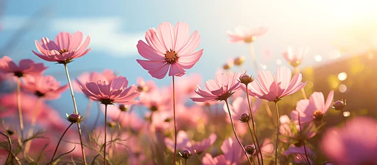 Fototapeten Pink cosmos flower field in garden with blurry background and soft sunlight. Close up flowers blooming on softness style in spring summer under sunrise © RainMelon