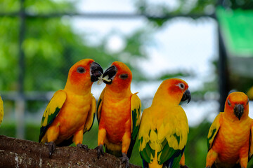 The bird feeding food by mount
