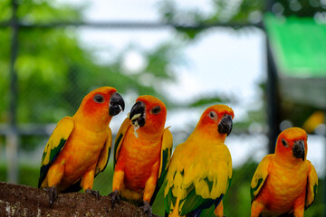 The bird feeding food by mount
