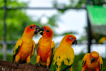The bird feeding food by mount
