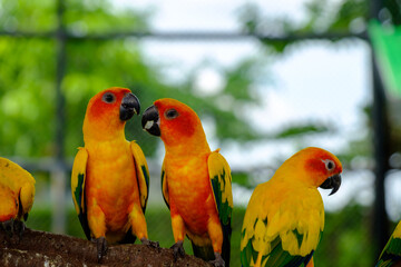 The bird feeding food by mount
