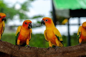 The bird feeding food by mount
