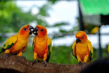 The bird feeding food by mount
