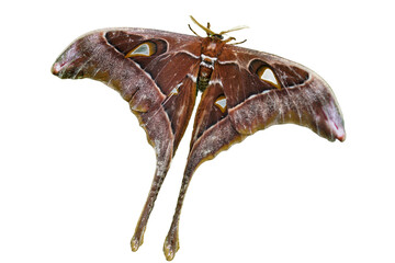 Coscinocera hercules, the Hercules moth on white background