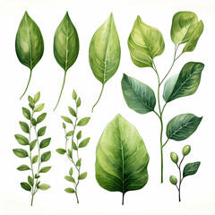 Botanical Illustration of Diverse Green Plant Leaves