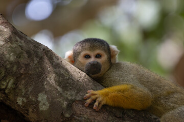 Squirrel monkey portrait