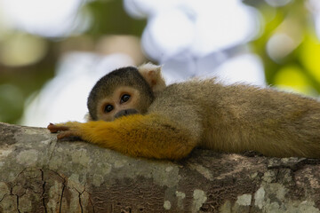 Thoughtful squirrel monkey