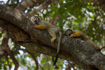 Bored squirrel monkeys
