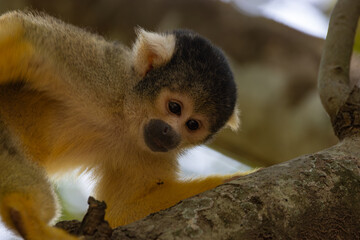 Squirrel monkey scratching