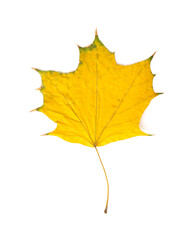 Dried maple leaf on a white background. Bright yellow leaf, top view. Herbarium.