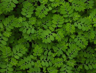 Green leaves closeup.