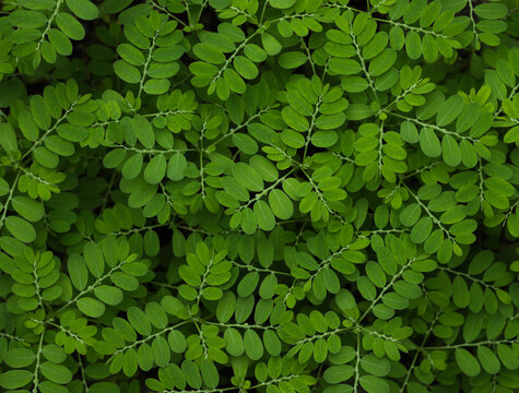Seed-Under-Leaf Images  Browse 155 Stock Photos, Vectors, and Video |  Adobe Stock