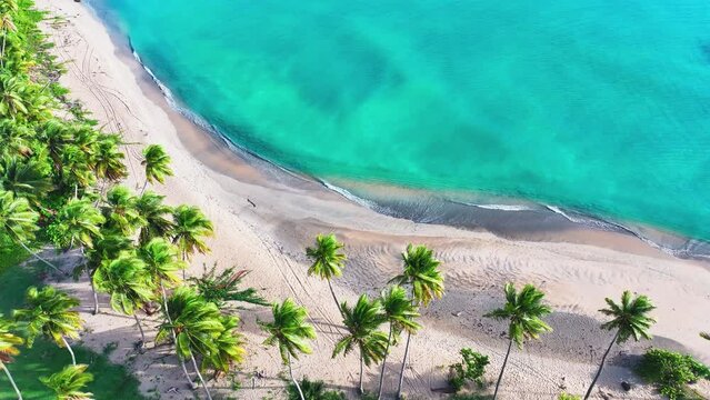 Top view of a tropical beach landscape with white sand and colorful palm trees. Background of the azure waters of the Caribbean Sea. Sunny coast with coconut palms on an exotic island paradise.