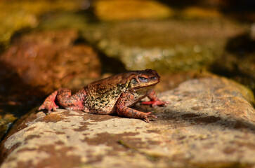 Frog taking a sun bath over a rock