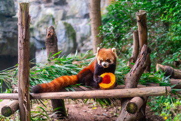 Red Panda eating fruit