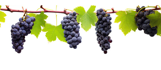red grapes on a branch with leaves isolated on a white background,Full depth of field.