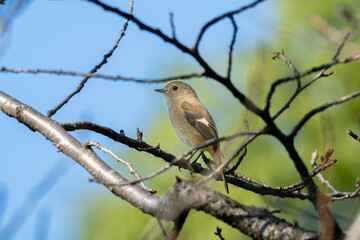 Fototapeta premium ジョウビタキ