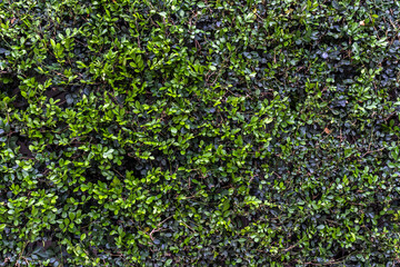 Foliage background with fresh green plant leaves in Brazil. Plant wall for environmentally friendly or Earth day background.