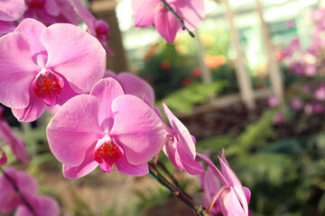 Close up of orchids bouquet with natural background, beautiful blooming orchid flower in the garden.
