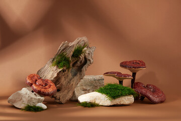 Ganoderma mushrooms are embedded in rocks and green moss on a brown background with shadows....