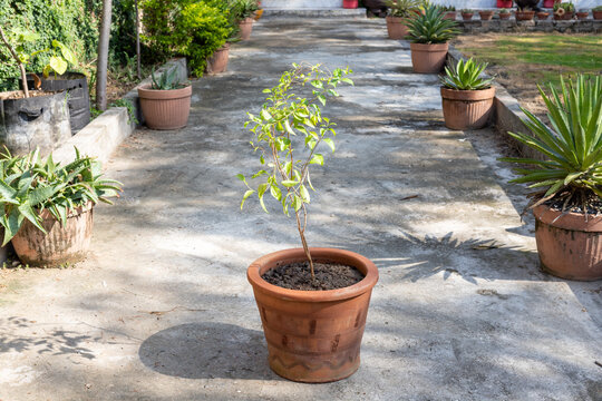 Hinna mehandi plant in clay pot