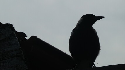 Magpie Silhouette