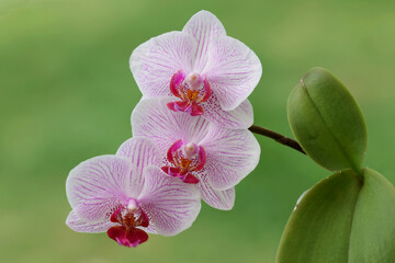 Naklejka na ściany i meble Phalaenopsis Orchid growing in pot