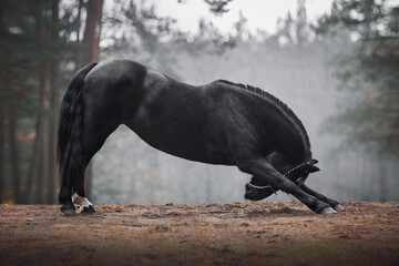 black mare horse in leather halter bowing on the forest road in autumn landscape - Powered by Adobe
