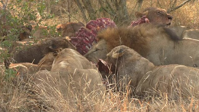 Pride of Lions Devouring Carcass in African Savannah