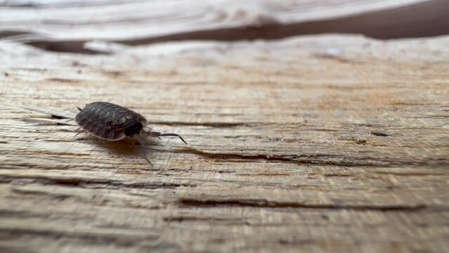 Common Woodlouse (Oniscus asellus) walks on the surface of wood. Estonia.