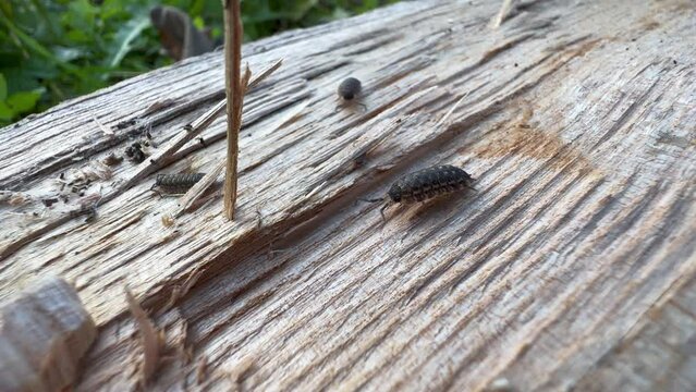 Common woodlouses (Oniscus asellus) walking on the surface of the wood. Estonia.