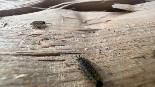 Common woodlouses (Oniscus asellus) on the surface of the ash wood. Estonia.