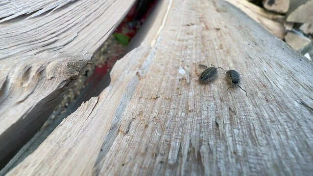 Three Common woodlouses (Oniscus asellus) walking on the surface of the wood. Estonia.