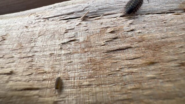 Adult and juvenile Common woodlouse (Oniscus asellus) walking on the surface of the wood. Estonia.