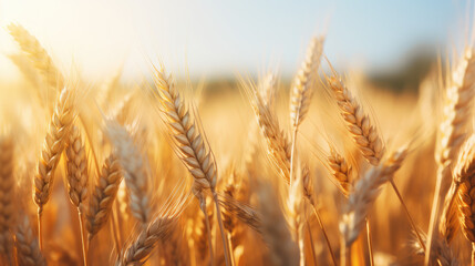 closeup ears of golden wheat in wheat meadow