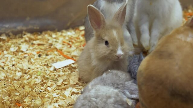 Rabbits huddled together in a cage are eating and nibbling some vegetables like carrots strips inside a zoo in Bangkok, Thailand.
