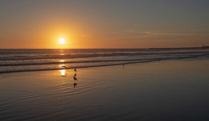 Seagulls flying at sunset on Port Hueneme beach California United States