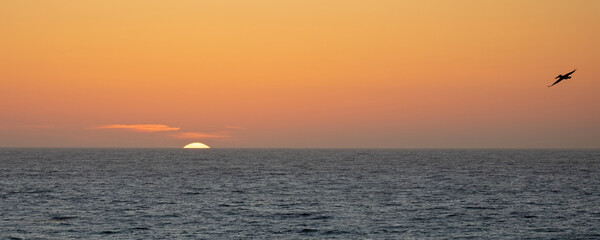 Setting sun over Pacific Ocean at Cambria California with pelican flying overhead