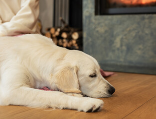 Golden Retriever dog on floor near  fireplace