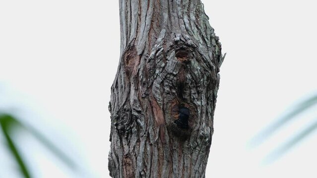 A very small entrance to its nest then the falconet arrives as it feeds then looks back, Black-thighed Falconet Microhierax fringillarius, Thailand