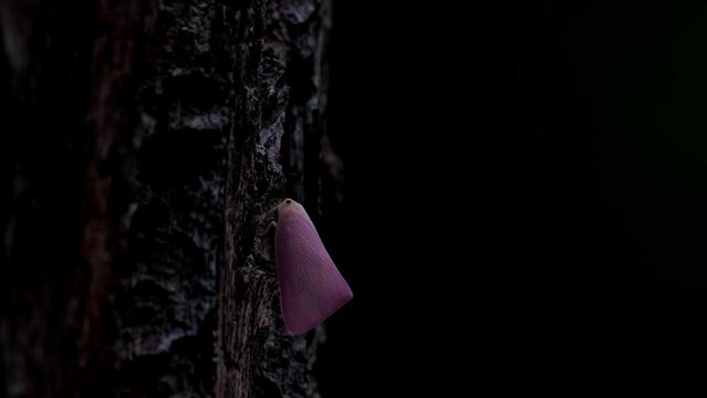 Seen on a bark of a tree in the dark of the forest while moving up the tree, Pink Planthopper, Flatid, Thailand