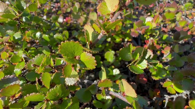 Close up view of warf birch (Betula nana) in Rypen&aelig;s. Scoresbysund, Greenland.