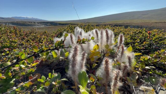 Arctic Willow (Salix arctica) in Rypen&aelig;s. Scoresbysund. Greenland.