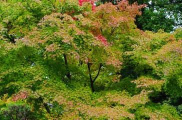 赤く色づき始めたかえでの木
