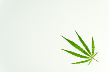 Cannabis leaf, marijuana on white background, top view copy space