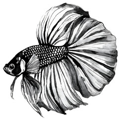 Thai Betta fish, on a white background.