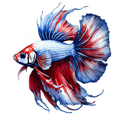 Fototapeta premium Thai Betta fish, on a white background.